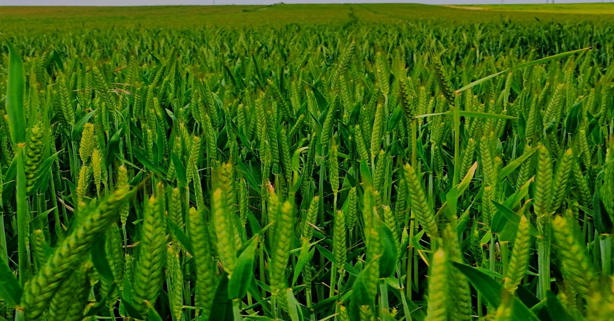 Pole zielonego zboża