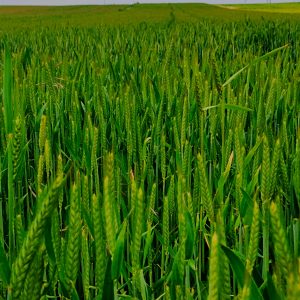 Pole zielonego zboża