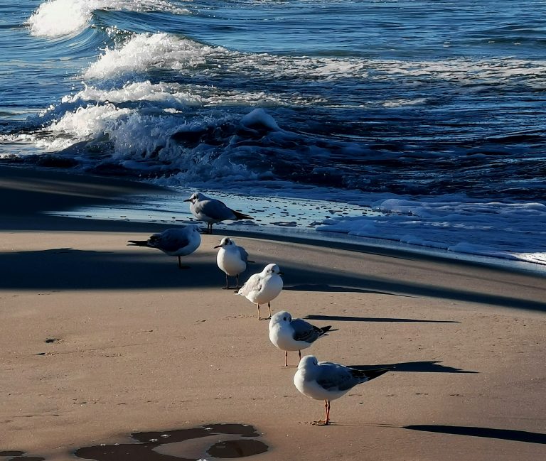 Na morskiej plaży rząd siedzących mew