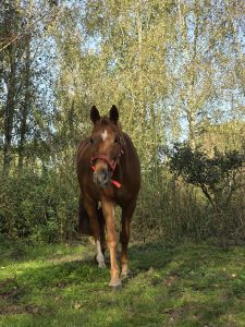 Koń wśród zieleni na tle drzew