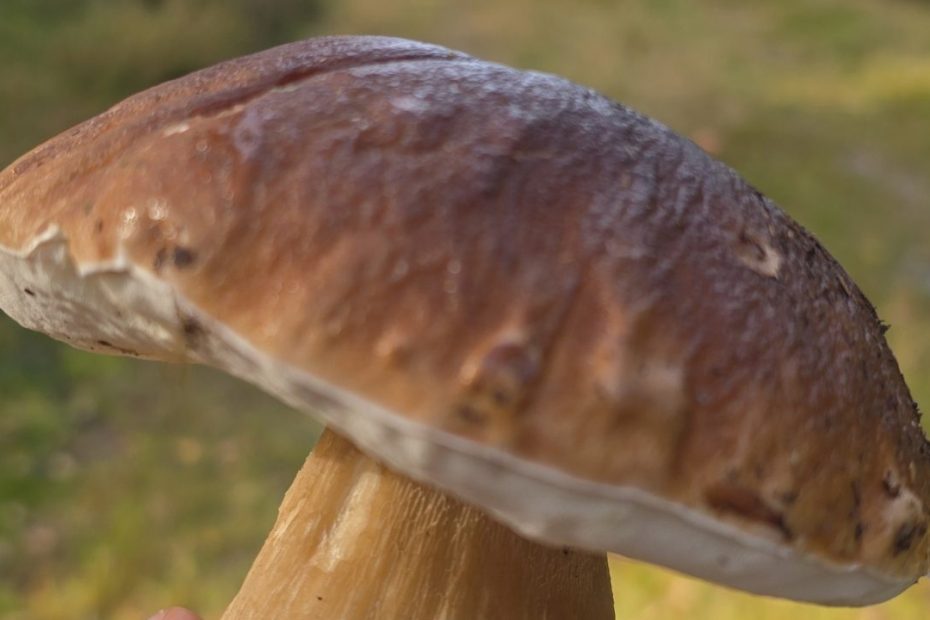 Konkurs Foto PaździernikBorowik w dłoni.