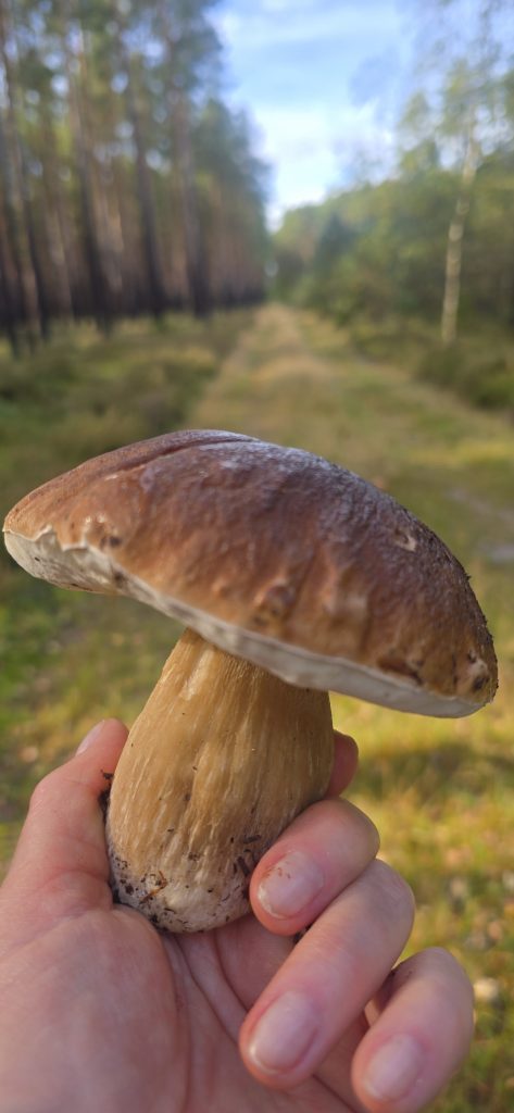 Borowik dłoni. Konkurs Foto Październik